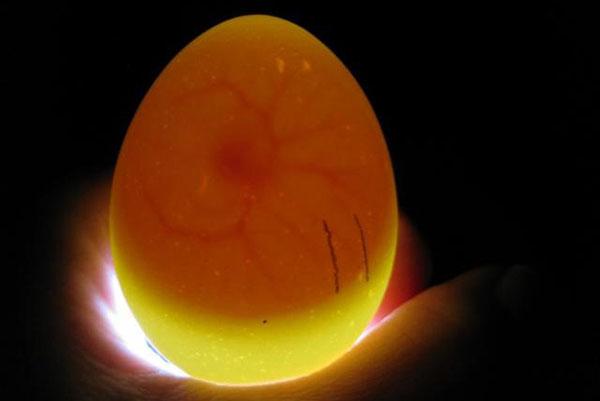 Die Eizelle wird befruchtet und der Embryo entwickelt sich