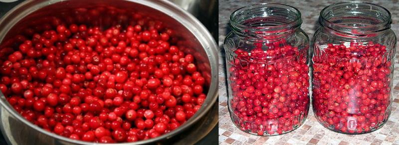 Bereiten Sie die Preiselbeeren vor und füllen Sie die Gläser