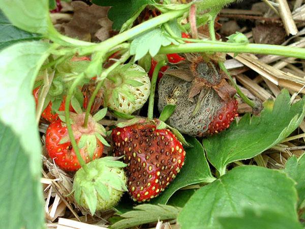 verrottende Erdbeeren