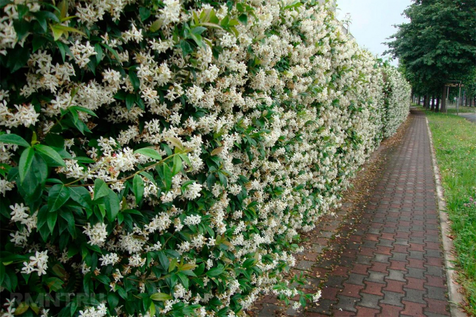 Blommande staket - vackert när som helst på året