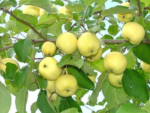 Plody hromadné odrůdy Uralskiy