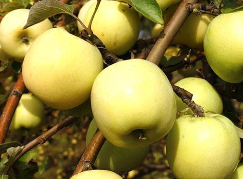 أنتونوفكا التفاح شجرة