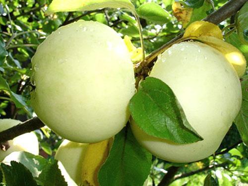 Jablka odrůd Bílá náplň
