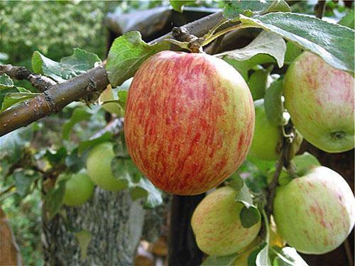 شجرة التفاح الصيف مخطط