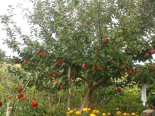 شجرة التفاح في الحديقة