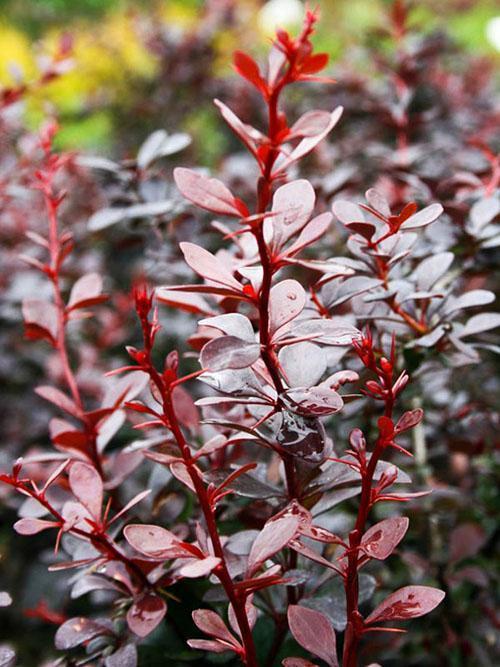 Barberry Thunberg Dart's Red Lady