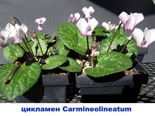 Alpenveilchen Carmineolineatum