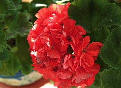 Pelargonium Ainsdale Duke hat gefüllte rote Blüten