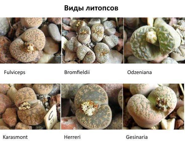 Lithops druhy