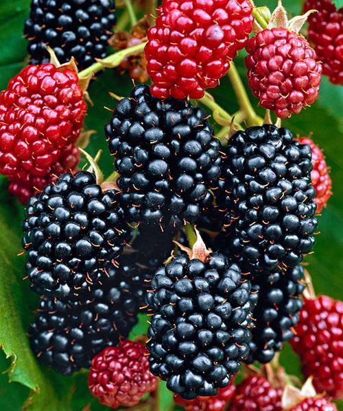 Thornfree Besshipless Blackberry, fotografie svazku bobulí