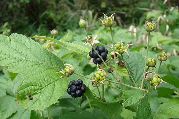Blackberry (Rubus caesius)