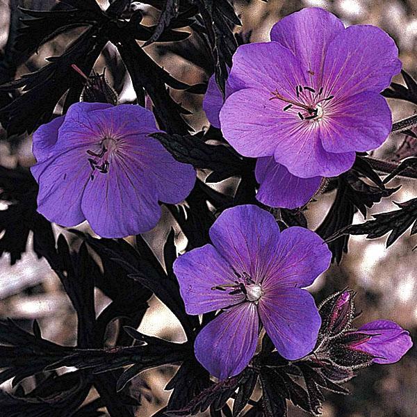 Vytrvalé zahradní odrůdy pelargónie Purple Haze