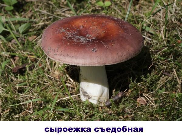 russula s tmavou čepicí