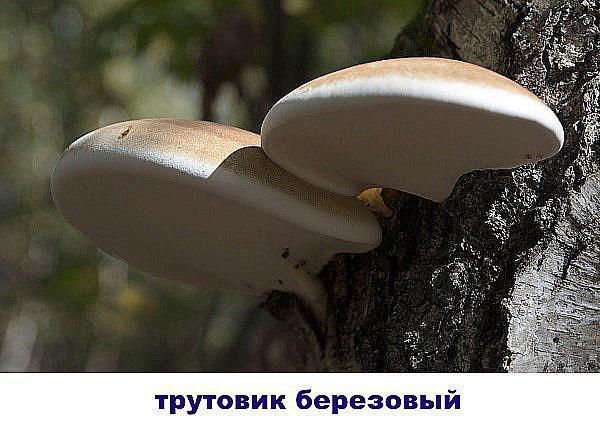 houba břízová