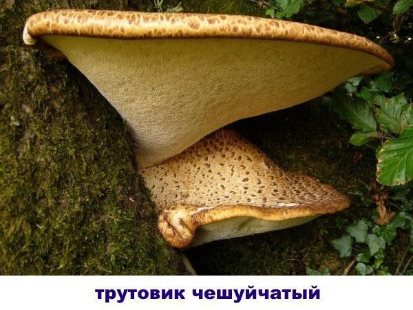 šupinatá houba houba