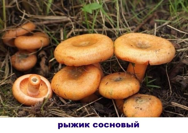 borovicová houba