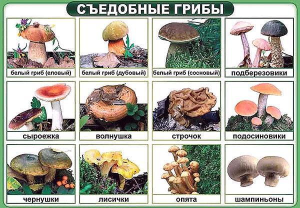 jedlé houby