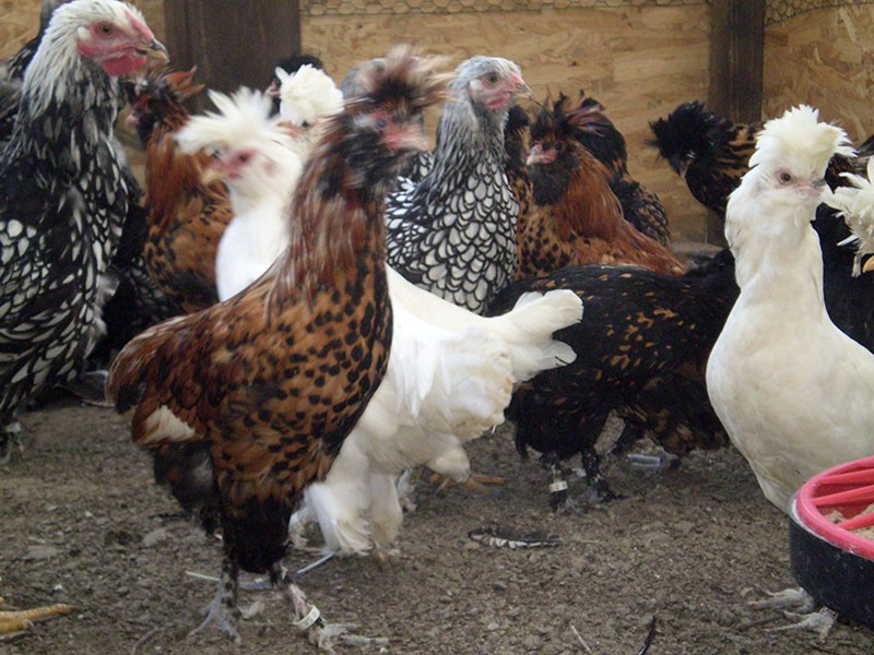سلالة بافلوفسكايا من الدجاج مقاومة للأمراض