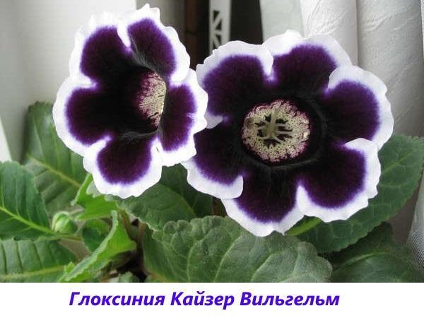 gloxinia القيصر فيلهلم