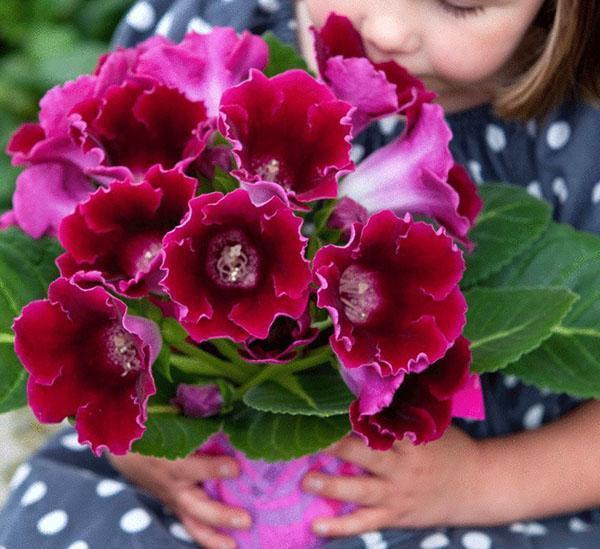 ازدهار غزير من gloxinia