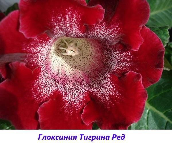 gloxinia Tigrina أحمر