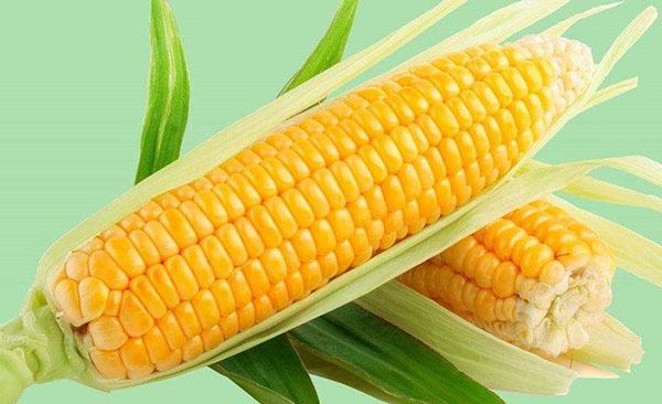 Klas kukuřice