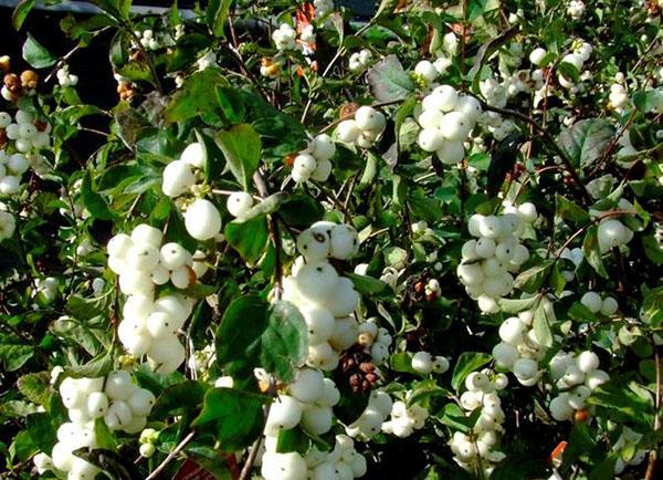 Streuung von weißen Beeren
