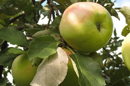 Jedna z nejchutnějších odrůd jablek dozrává