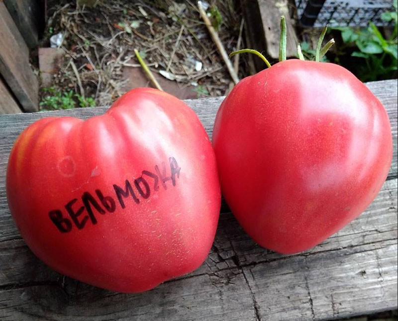 große Früchte der Tomate edel